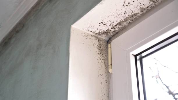 Best Mold Odor Removal Services  in Cottonde, AL